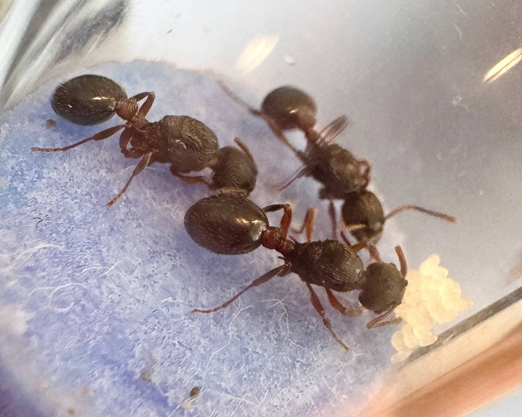 Myrmica incompleta (2 queen, 30+ workers, eggs) image 5