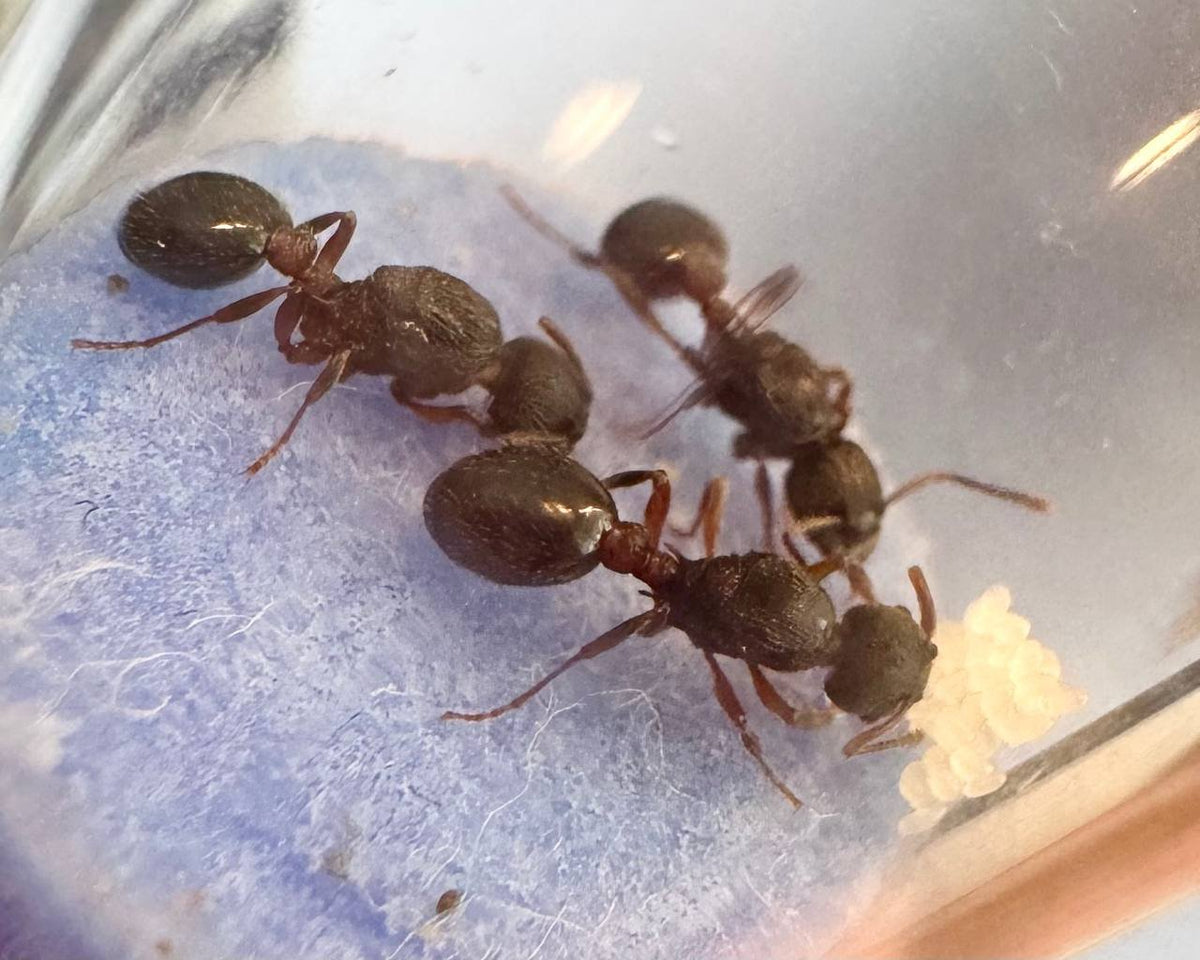 Myrmica incompleta (2 queen, 30+ workers, eggs) image 5