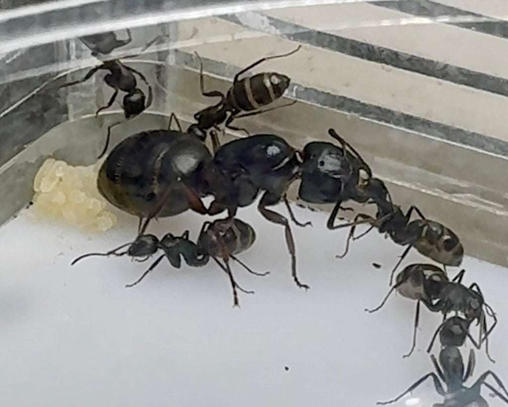 Camponotus modoc (queen, 0-5 workers, eggs) image 7