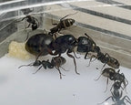 Camponotus modoc (queen, 0-5 workers, eggs) image 7