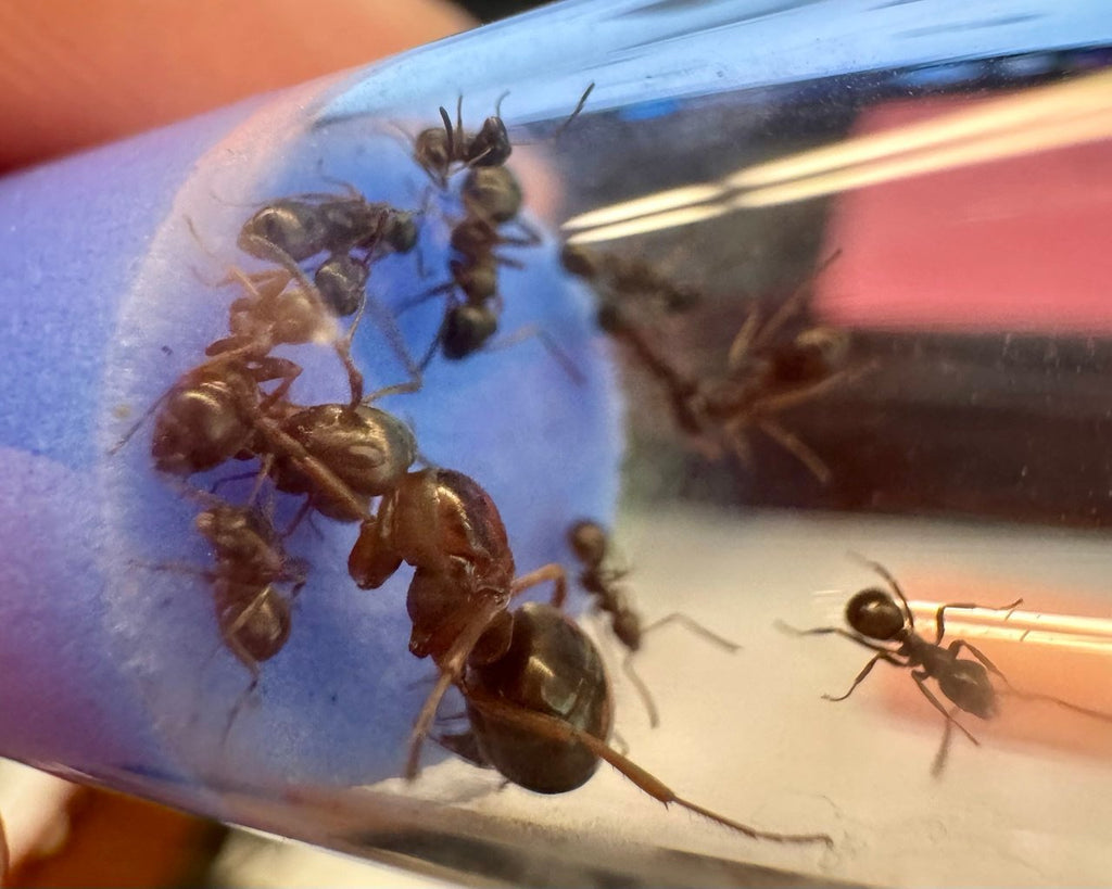 Formica serviformica (1 queen, 0-5 workers, brood) image 1