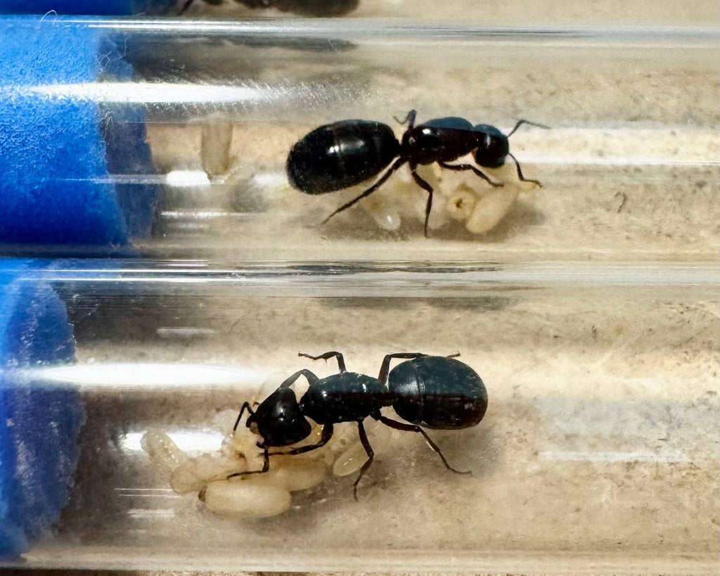 Camponotus herculeanus (queen, 5-10 workers, eggs) image 3