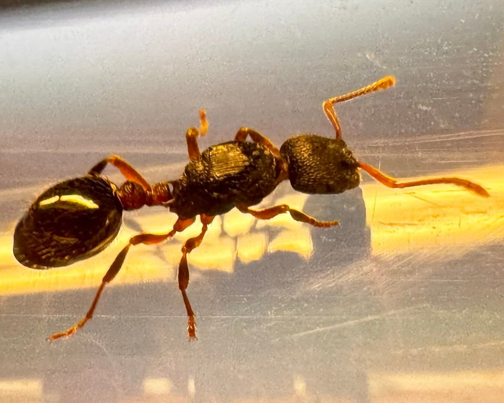 Myrmica incompleta (2 queen, 30+ workers, eggs) image 4