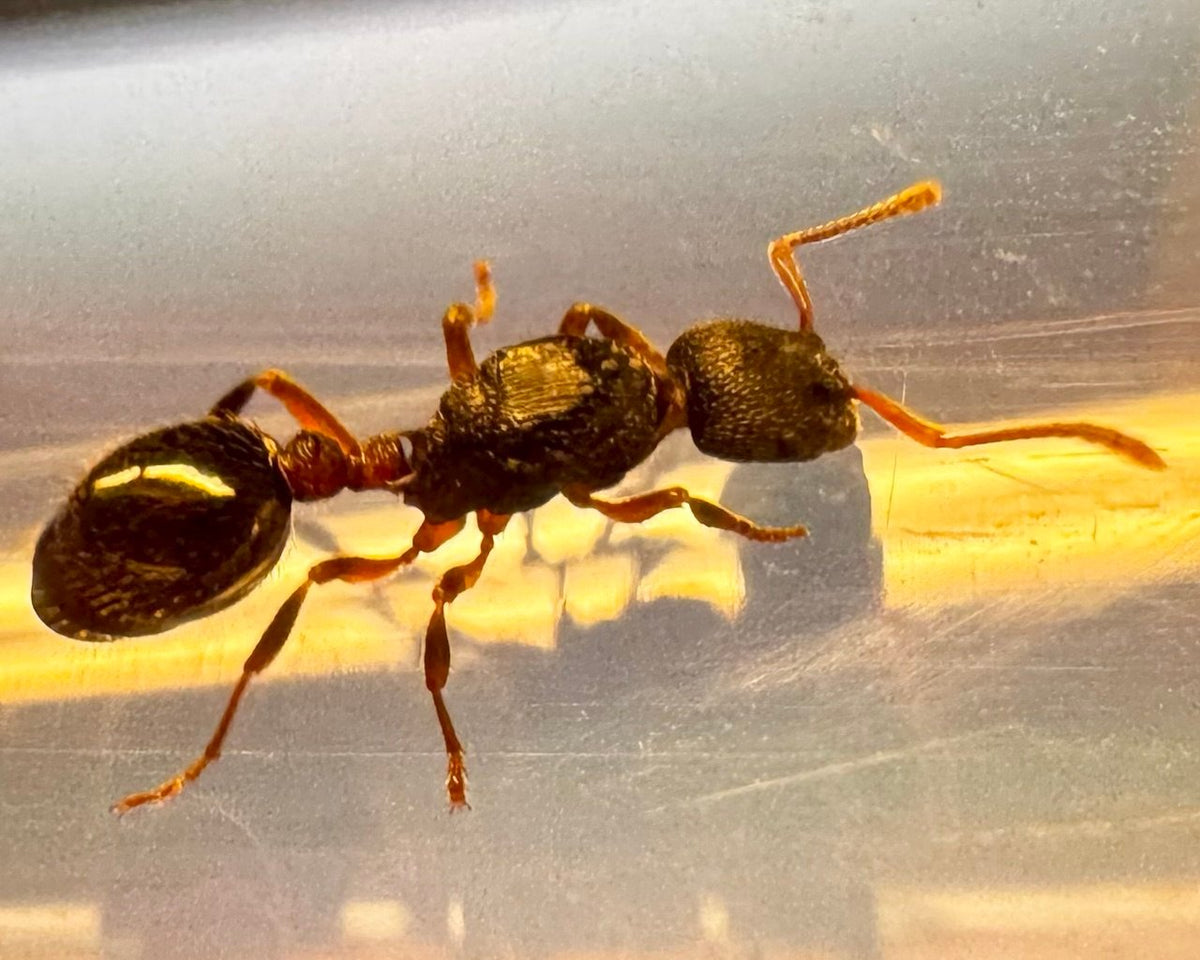 Myrmica incompleta (2 queen, 30+ workers, eggs) image 4