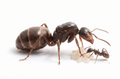 Lasius neoniger (queen, 0-5 workers, eggs) image 0