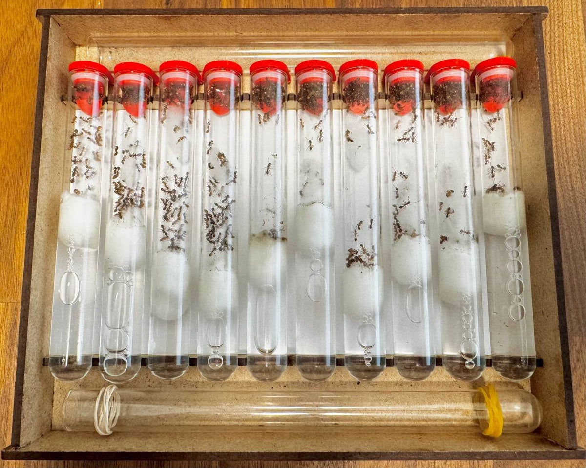 Myrmica rubra (3 queens, 0-5 workers, brood) image 1