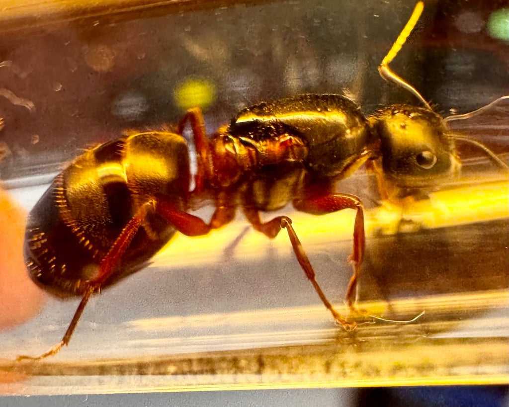 Camponotus herculeanus (queen, 5-10 workers, eggs) image 4