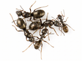 Formica fusca (1 queen, 5-10 workers, eggs) image 0