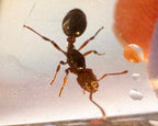 Myrmica incompleta (2 queen, 30+ workers, eggs) image 3