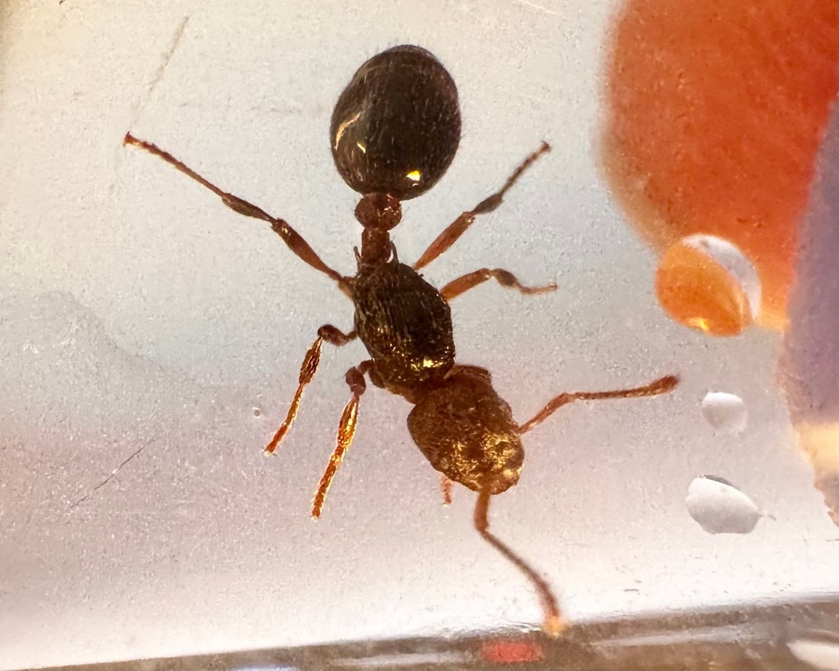 Myrmica incompleta (2 queen, 30+ workers, eggs) image 3