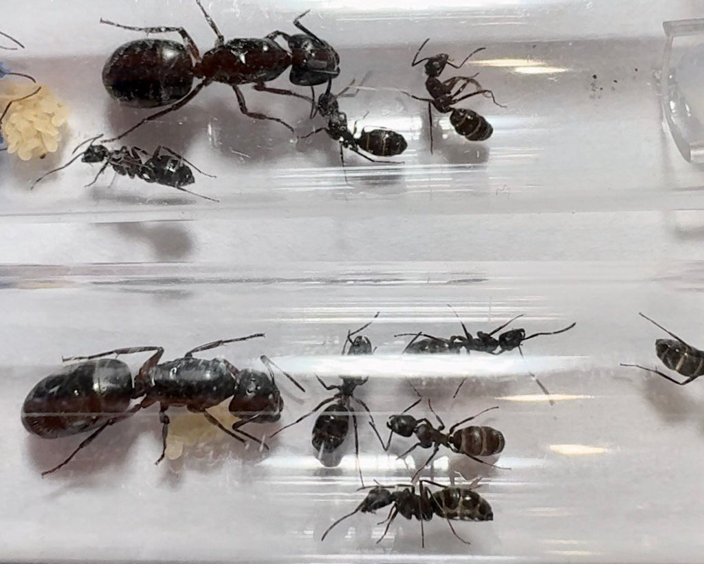 Camponotus pennsylvanicus (1 queen) image 3