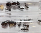 Camponotus pennsylvanicus (1 queen) image 3