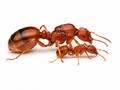 Manica hunteri (queen, eggs) image 0
