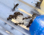 Camponotus modoc (queen, 0-5 workers, eggs) image 4