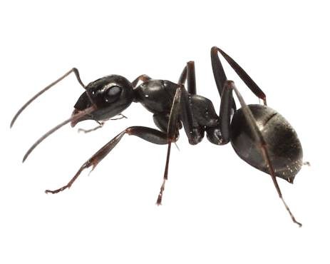 Formica subsericea (1 queen, brood) image 6