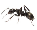Formica subsericea (1 queen, brood) image 6