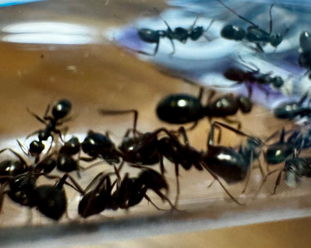 Formica fusca (1 queen, 5-10 workers, eggs) image 1