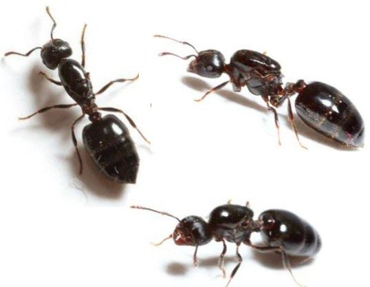 Crematogaster cerasi (queen, eggs) image 2