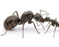 Formica serviformica (1 queen, 0-5 workers, brood) image 0
