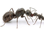 Formica serviformica (1 queen, 0-5 workers, brood) image 0