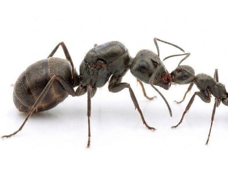 Formica serviformica (1 queen, 0-5 workers, brood) image 0