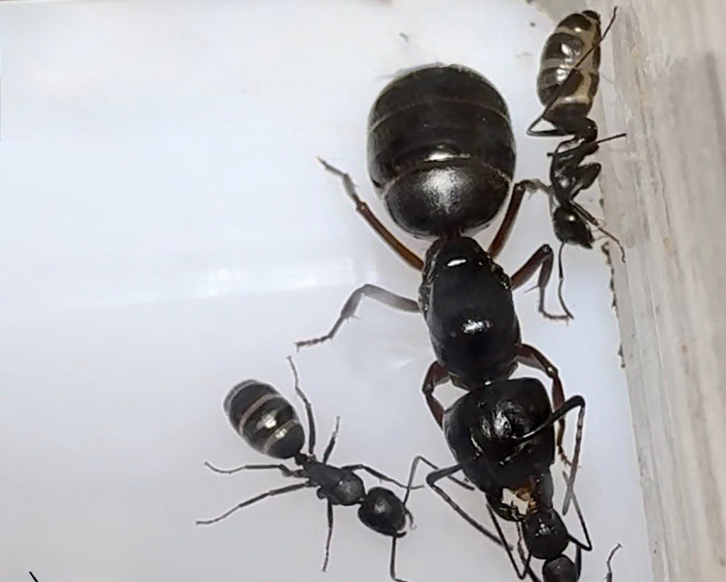 Camponotus pennsylvanicus (1 queen) image 6