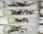 Camponotus pennsylvanicus (1 queen) image 2