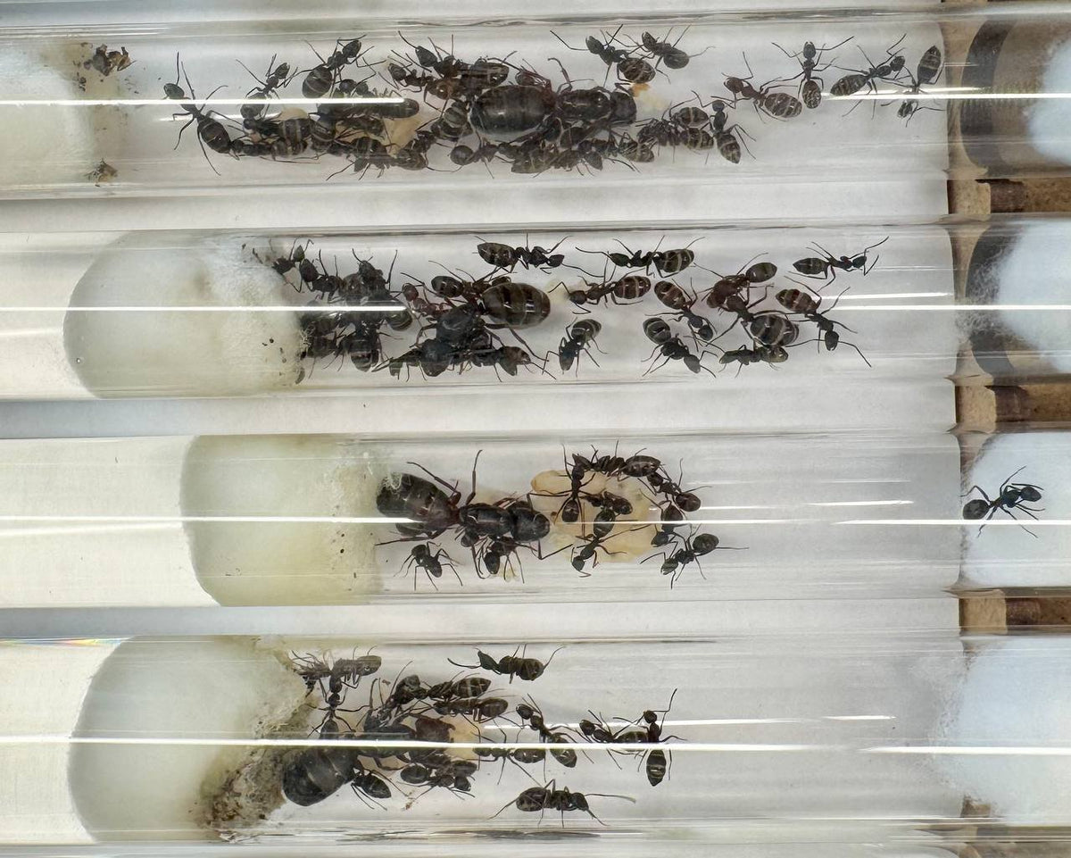 Camponotus pennsylvanicus (1 queen) image 2