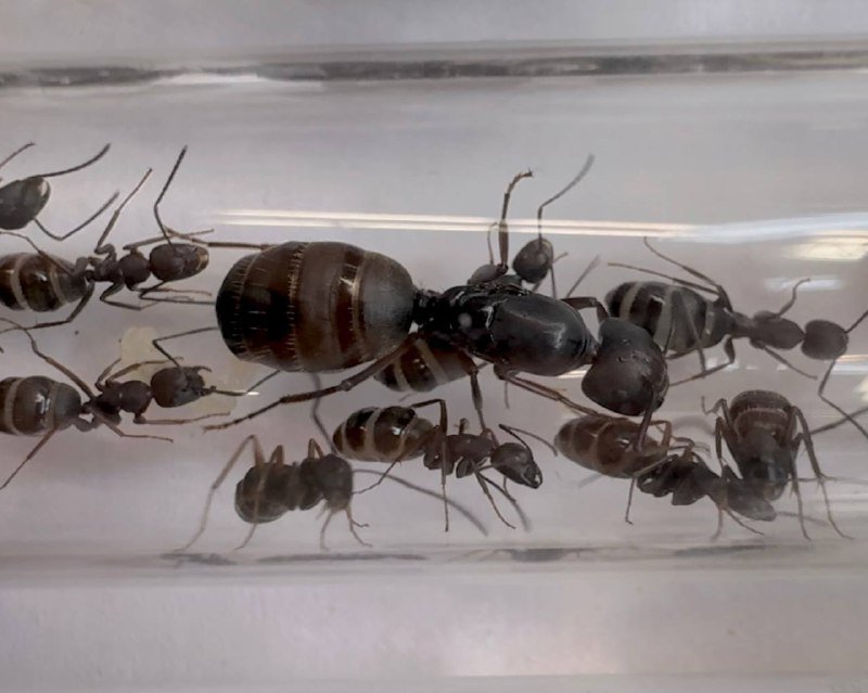 Camponotus modoc (queen, 0-5 workers, eggs) image 8