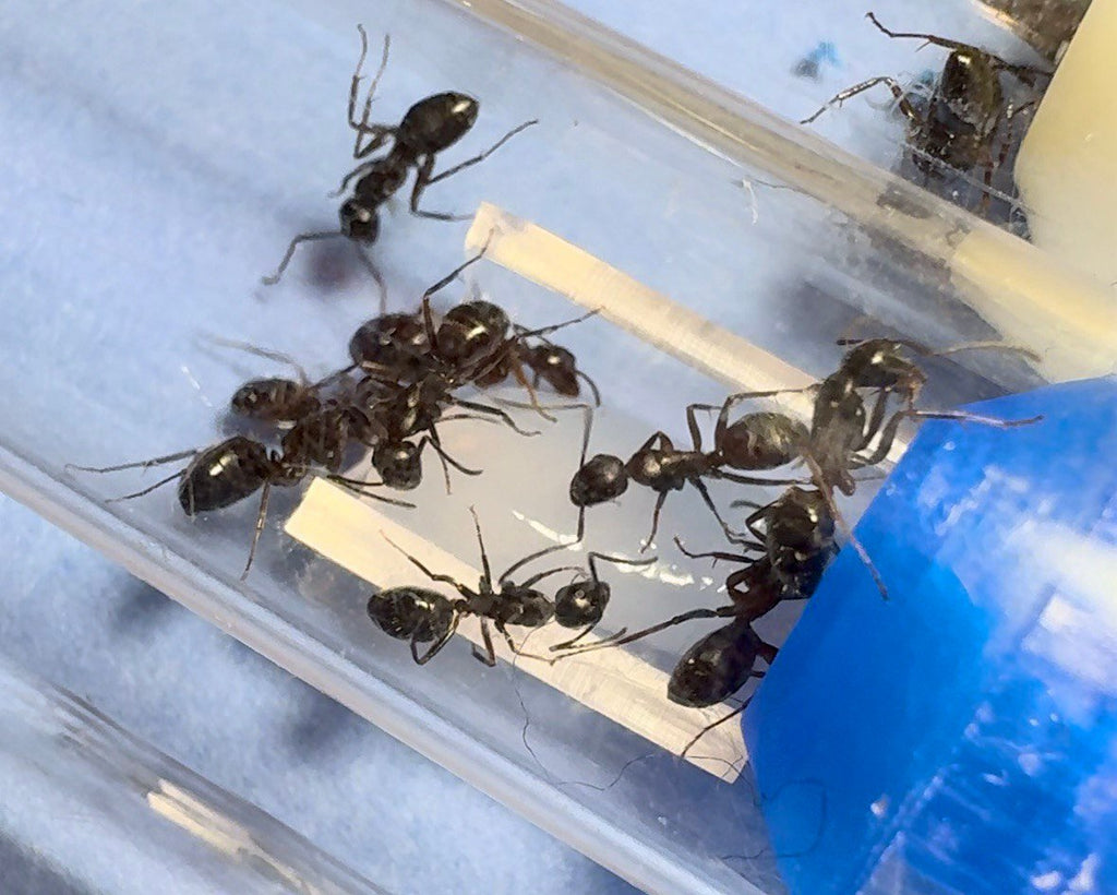 Camponotus pennsylvanicus (1 queen) image 4