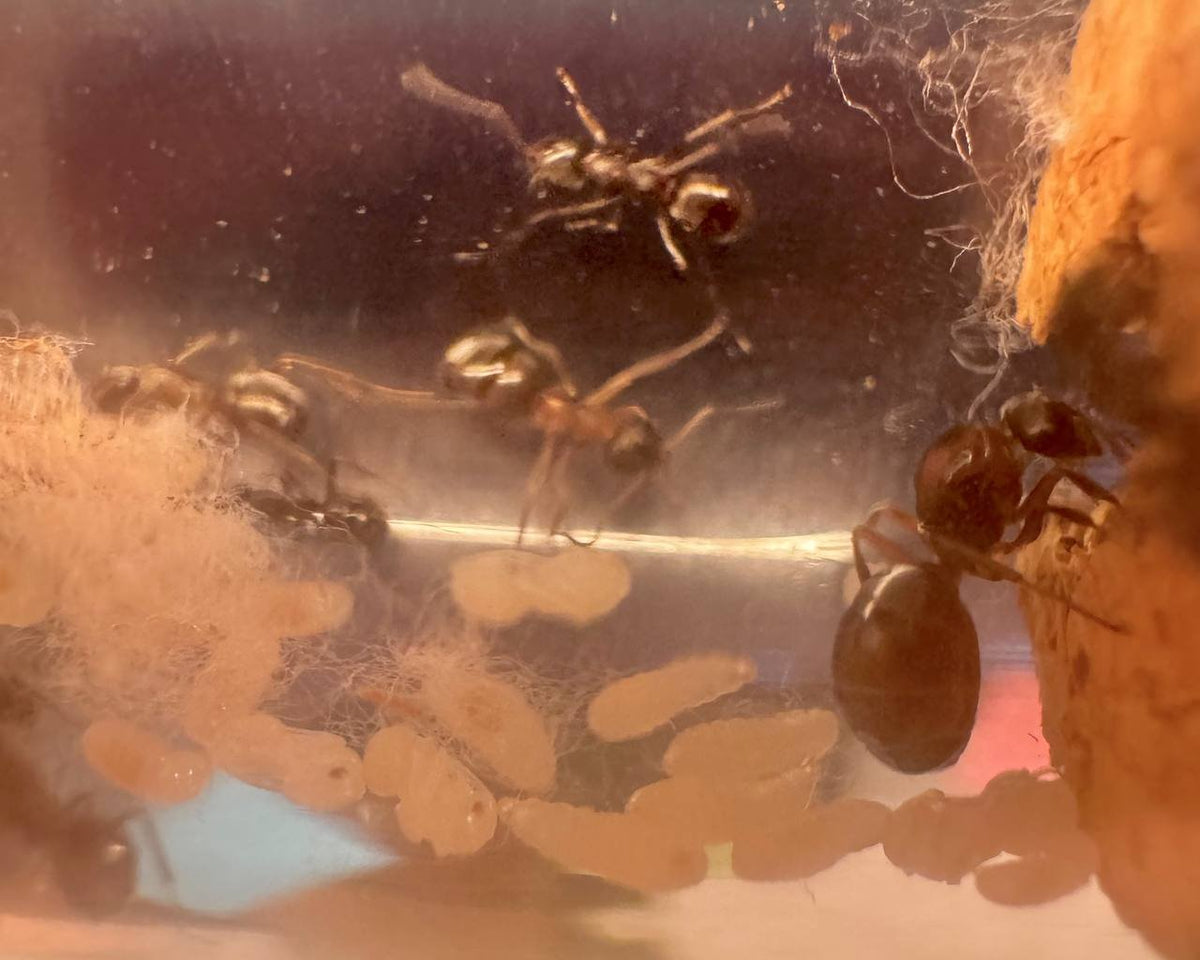 Formica neorufibarbis (queen, 0-5 workers, eggs) image 3