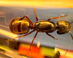 Camponotus herculeanus (queen, 5-10 workers, eggs) image 6