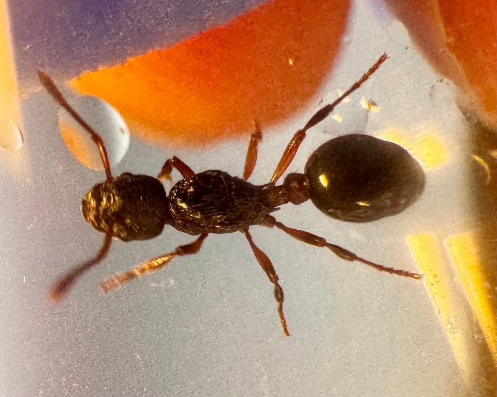 Myrmica incompleta (2 queen, 30+ workers, eggs) image 2
