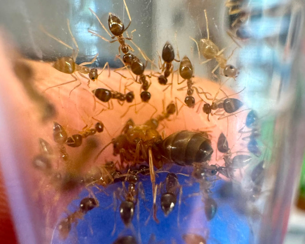 Prenolepis imparis (false honeypot) (queen 20-30 workers) image 1