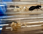 Camponotus herculeanus (queen, 5-10 workers, eggs) image 2