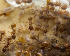 Myrmica rubra (3 queens, 0-5 workers, brood) image 4