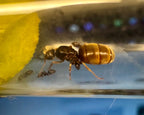 Lasius neoniger (queen) image 1