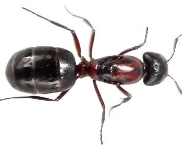 Camponotus novaeboracensis (queen, 0-5 workers, eggs) image 4