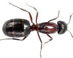 Camponotus novaeboracensis (queen, 0-5 workers, eggs) image 4
