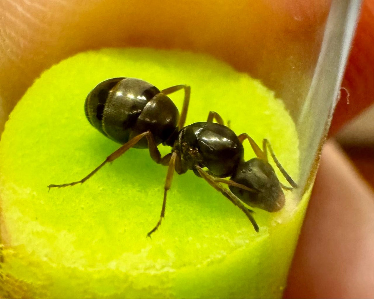 Formica subsericea (1 queen, brood) image 2