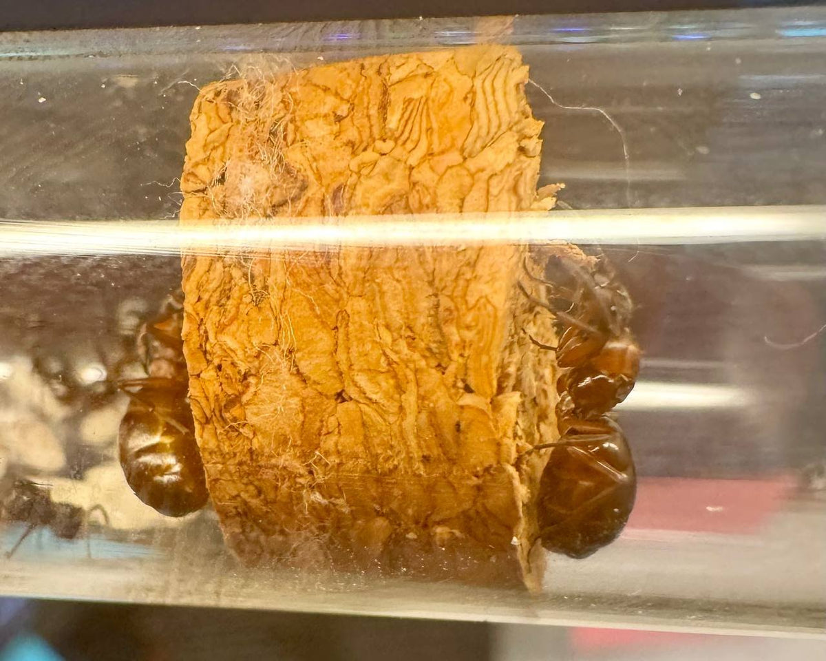 Formica neorufibarbis (queen, 0-5 workers, eggs) image 4