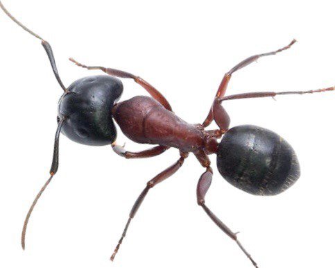 Camponotus novaeboracensis (queen, 0-5 workers, eggs) image 1