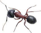 Camponotus novaeboracensis (queen, 0-5 workers, eggs) image 1