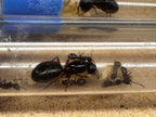 Camponotus herculeanus (queen, 5-10 workers, eggs) image 7