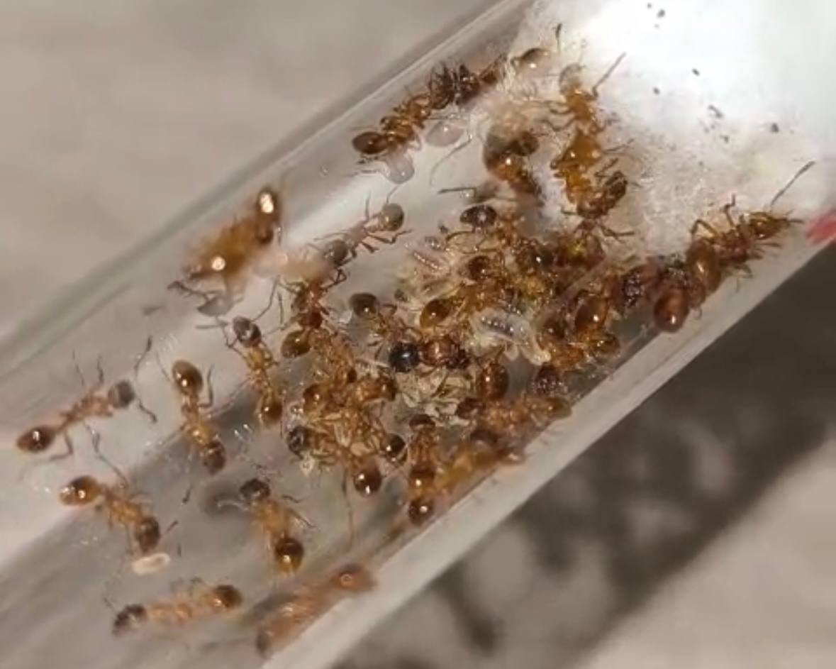 Myrmica rubra (queen, eggs) image 2
