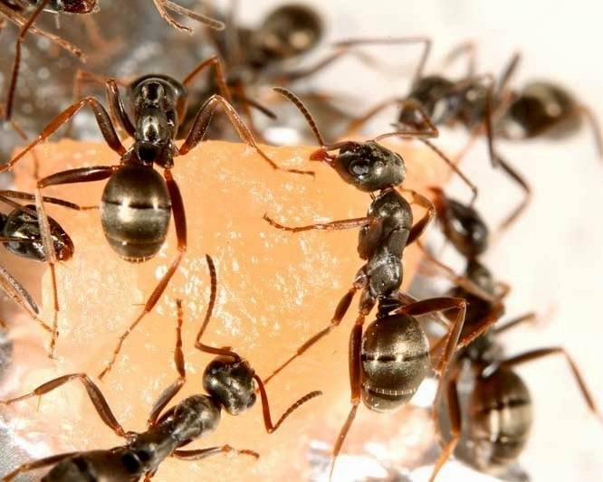 Formica fusca (1 queen, 5-10 workers, eggs) image 5