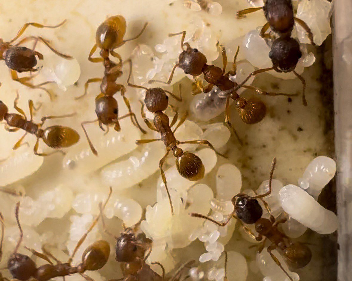 Myrmica rubra (queen, eggs) image 3