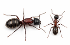 Camponotus novaeboracensis (queen, 0-5 workers, eggs) image 0