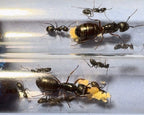 Camponotus pennsylvanicus (1 queen) image 5